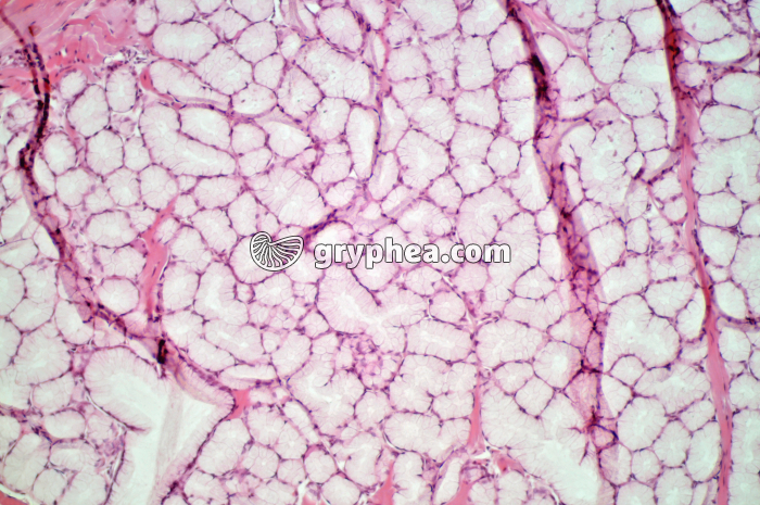 Glande salivaire séreuse x40 - gryphea.org